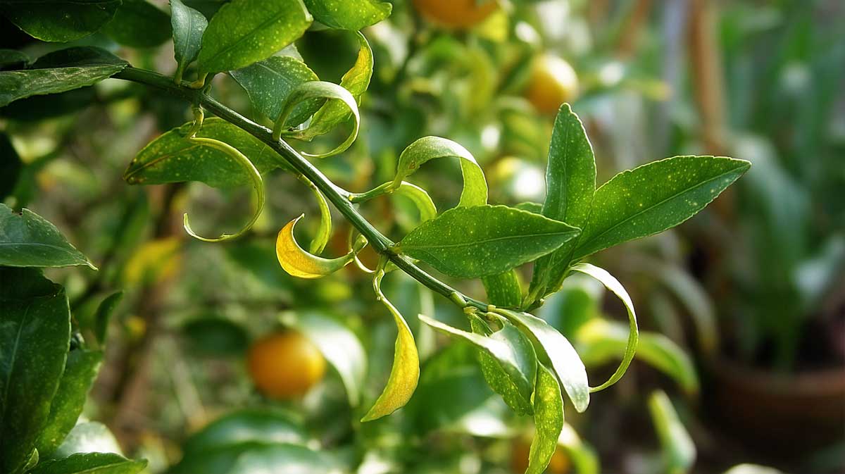 feuilles enroulees citronnier