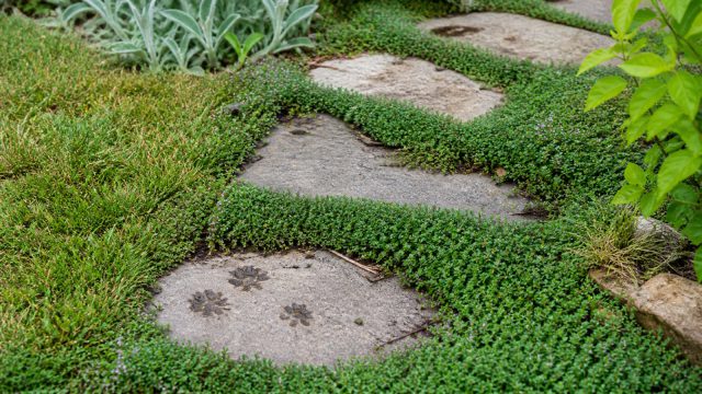 Couvre-sol résistant entre des pas japonais avec traces de pattes sur une allée de jardin