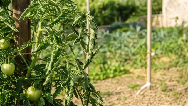 Tomate au potager avec feuilles qui frisent sous la chaleur
