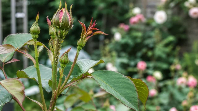 Boutons de rosier avec pucerons verts dans un jardin