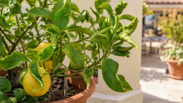 Citronnier en pot avec feuilles qui s’enroulent sur une terrasse