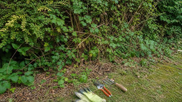 Haie envahie par des ronces avec gants et outils de jardinage.